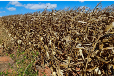 Imagem da notícia Colheita do milho segunda safra está avançada na região norte de MS e atinge 55% do grão colhido